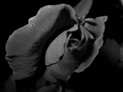 Black rose